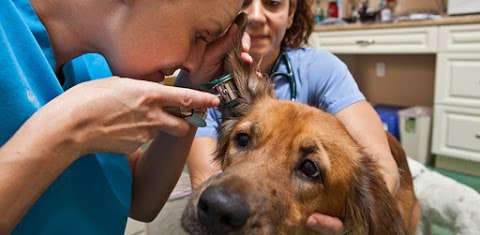 Jobs in InstaVet - Long Island Veterinary Clinic - reviews